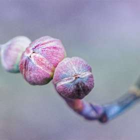 Diane-Burgett_DSC346-2