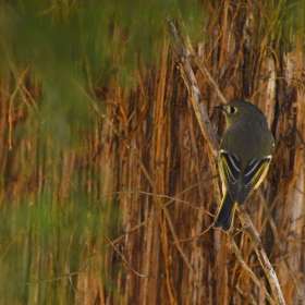 Phyllis-Tatum-Gallery-Wall.7