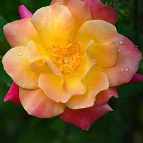 Phyllis-Tatum.Gallery-Wall.7.jpg_