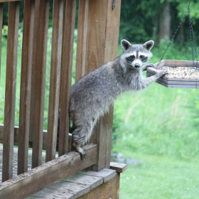 Karen Hill - Entry Level, Open Category