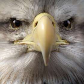 Connie Cole - Closeups (2nd Place)