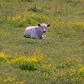 Ed-Batsel-Awakening-1