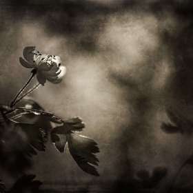 Jo_Fields_Awakening-1