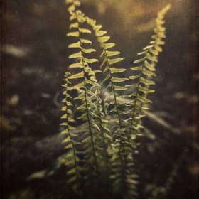 Jo_Fields_Awakening-2