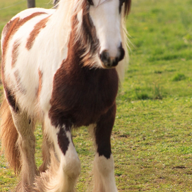 jmcintire_transportation_1