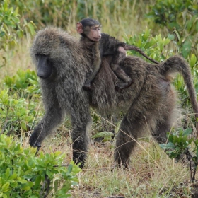 lfrost_transportation_1