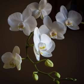 John-Mott_wcpl2021-2