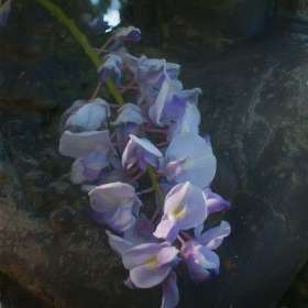 Connie-Cole-Around-the-Yard