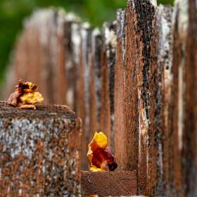 Diane-Burgett-around-the-yard-2