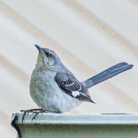 Diane-Burgett-around-the-yard-3