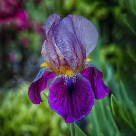Dick-Dougall-Iris-2020_0418