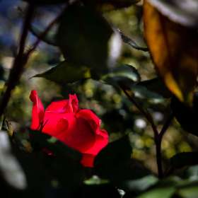 John-Mott-Around-the-Yard-1-Hidden-Rose