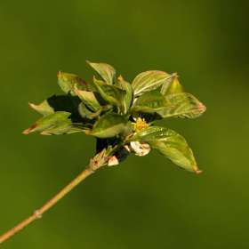 Kevin-Graham-yard-1-Dogwood