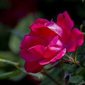 LesleyGill-Yard-2