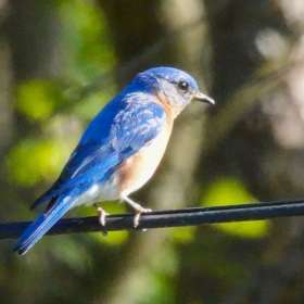 Loie-Frost-Around-the-yard-2