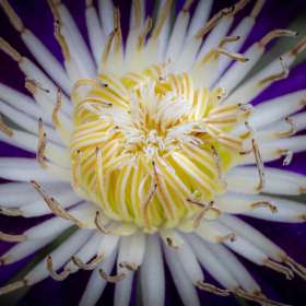 Martin-Cregg-Around-the-Yard-Clematis