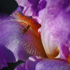 Phyllis-Tatum_weekly-challenge_Back-Yard