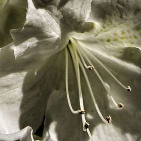 Rick_Wise-Backyard-2