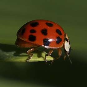 SheilaPeschio-Around-the-Yard-1_