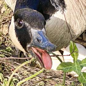 VincePeschio-Around-the-Yard-1