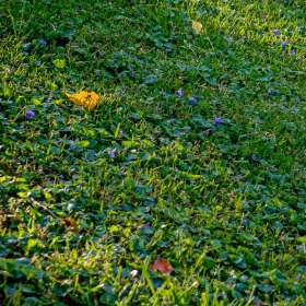 edbatsel-Around-the-Yard-1