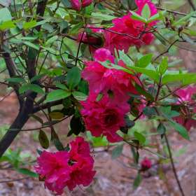 edbatsel-Around-the-Yard-2