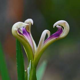 Phyllis-Tatum-Curves-3