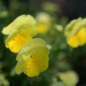 Kevin-Graham-Depth-of-Field-1