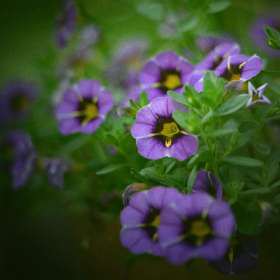 Kevin-Graham-Depth-of-Field-2