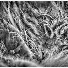 John-Mott-Creative-2