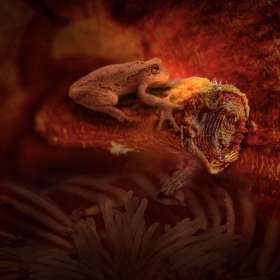 Marttin-Cregg-Frog-on-an-Apple-Core