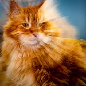 John-Mott-Intentional-Blur-1