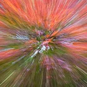 Movement-Jspanese-Maple_R731885