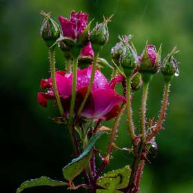 John-Mott-Song-2-Were-ll-thorns-and-were-all-roses