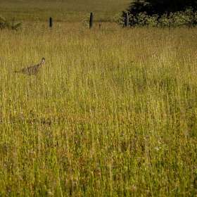 John-Mott-Song-3-Turkey-in-the-straw-turkey-in-the-hay