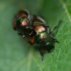 Bobby-Dawson-Close-Up-Photography-3