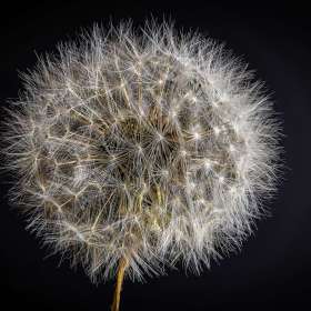 Duane-Miller-Close-Focus-Macro-1