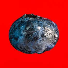 Duane-Miller-Close-Focus-Macro-3