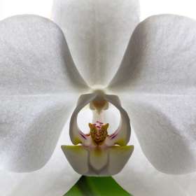 John-Mott-Macro-3