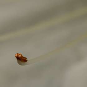 Kevin-Graham-Macro3
