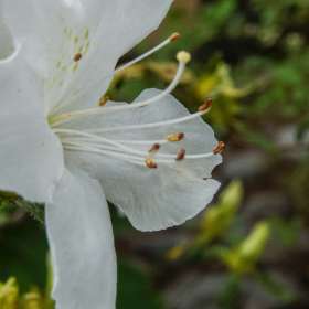 Loie-Frost-closeup-1