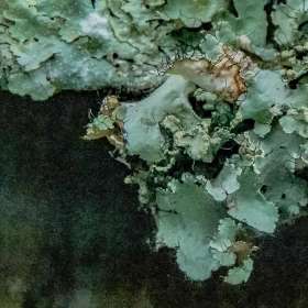 Loie-Frost-closeup-2