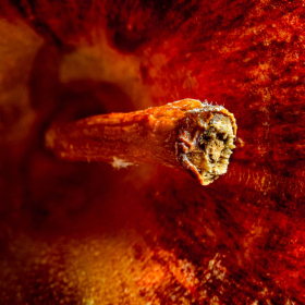 Martin-Cregg-Close-Focus-Macro-Apple