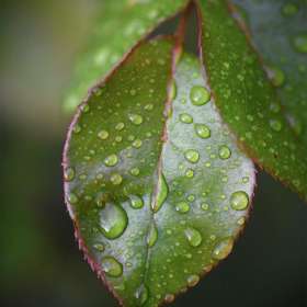 Phyllis-Tatum-weekly-challenge-close-focus-2