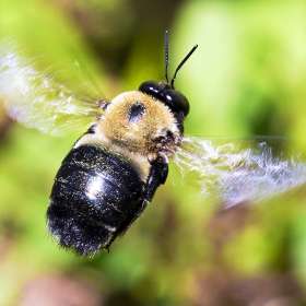 SheilaPeschio-Macro-1