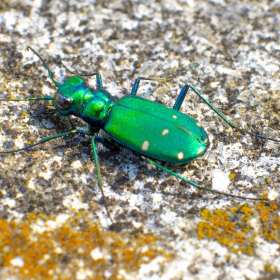 VincePeschio-Macro-1