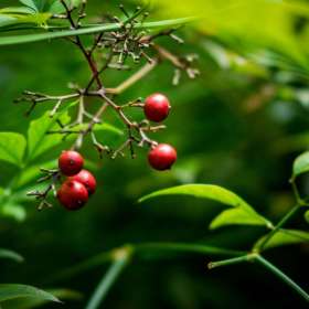 Al-Wood-Rule-of-Odds-1