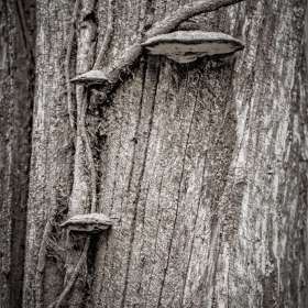 Al-Wood-Rule-of-Odds-2