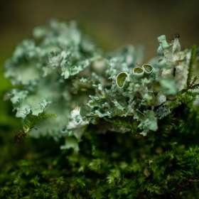 Al-Wood-Rule-of-Odds-3