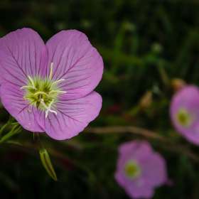 John-Mott-Rule-of-Odds-2